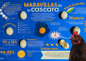 Maravillas de la cáscara